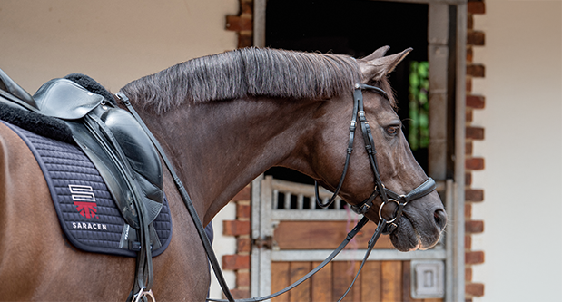 Saracan horse