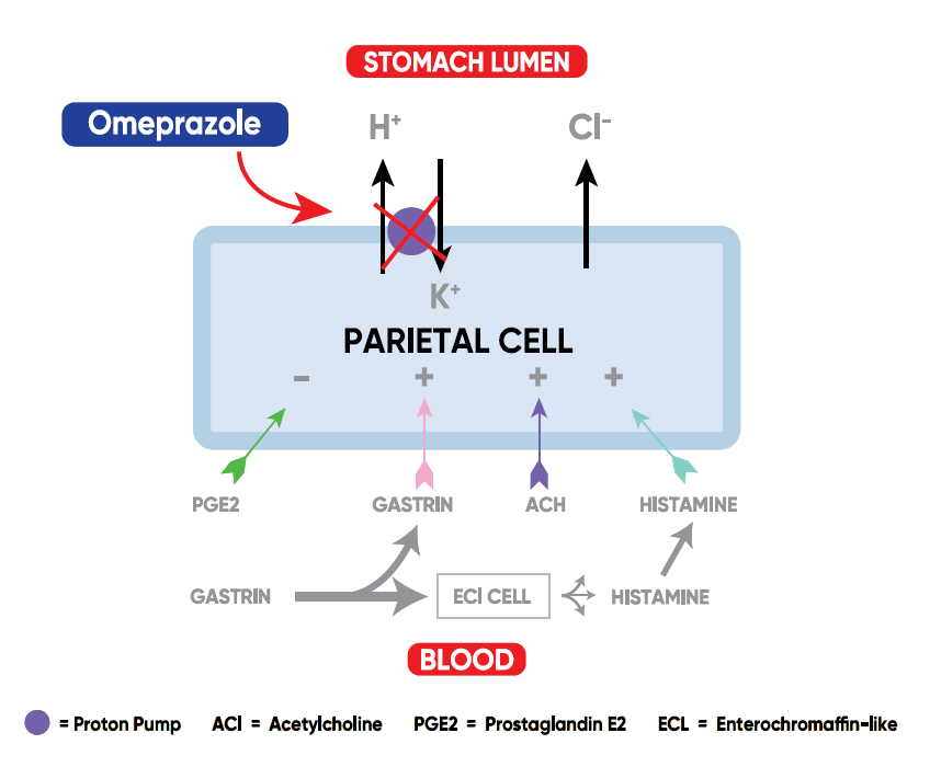 Omeprazole mechanism of action in horses showing inhibition of the gastric proton pump in parietal cells to reduce acid secretion