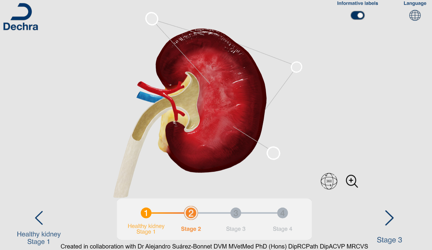 Stage 2 feline kidney disease Stage 2 feline kidney disease