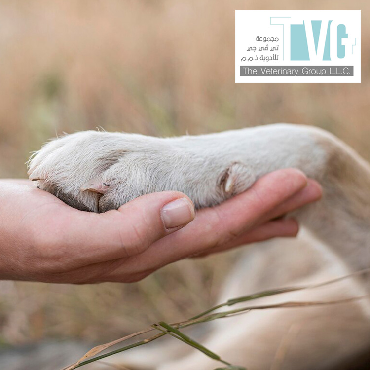 Microchipping and Traceability Solutions in the UAE