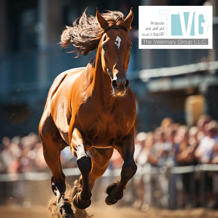 How Can I Improve My Horse Performance