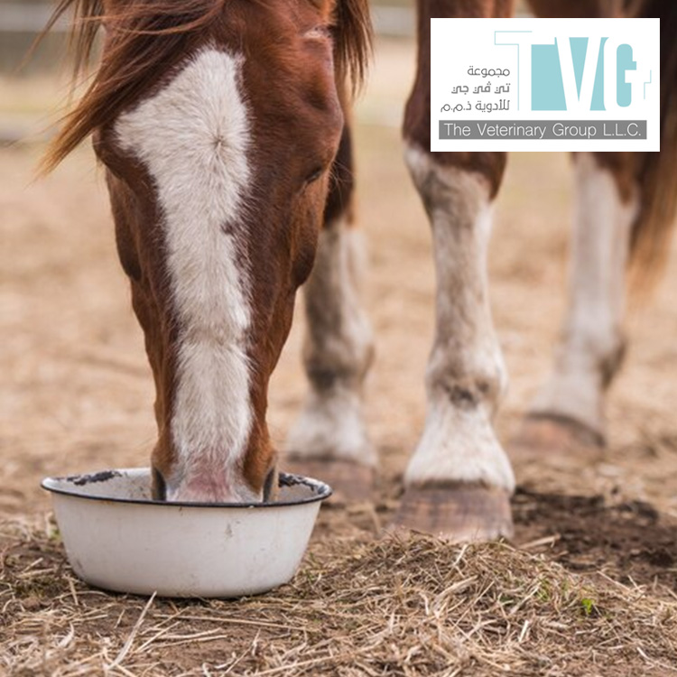 What is the Best Nutrition for Horses