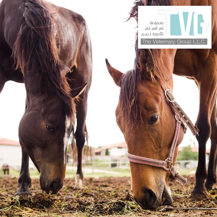 The Secret Behind High Performing Horses