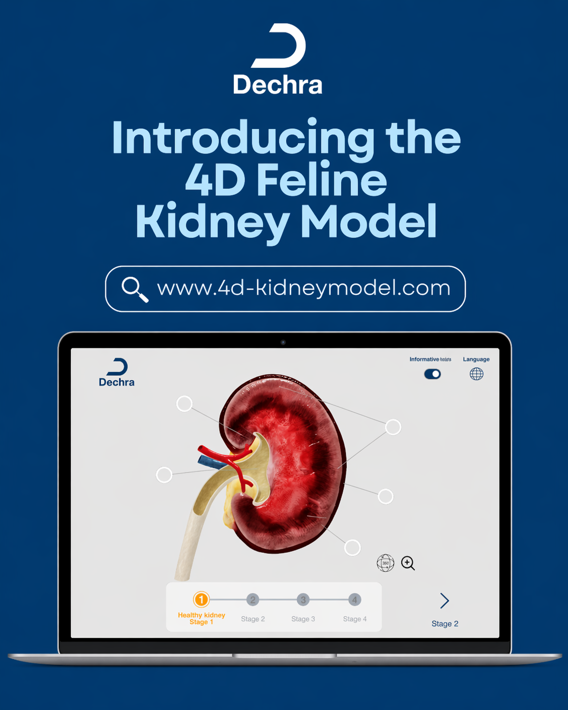 4D Kidney Model for Feline CKD -  Improving Veterinary Client Communication in the UAE